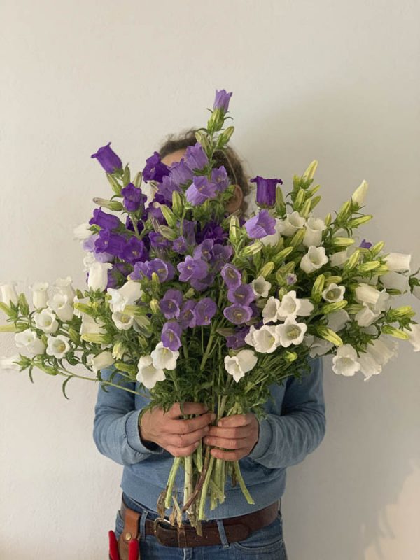Campanula medium ‘Misto’