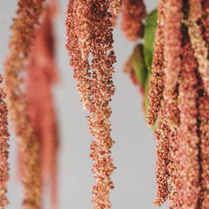 Amaranthus caudatus ‘Coral Fountain’ - Image 2