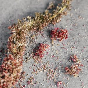 Amaranthus caudatus ‘Coral Fountain’ - Image 3