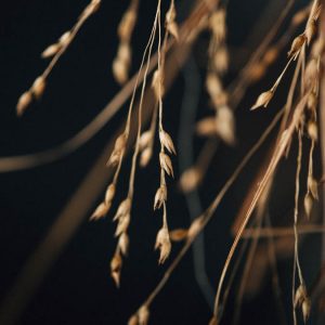 GHIRLANDA DI SEMI - immagine 2