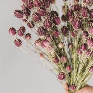 Nigella damascena misto varietà
