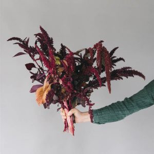 Amaranthus cruentus ‘Red Garnet’