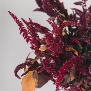 Amaranthus cruentus ‘Red Garnet’ - immagine 2