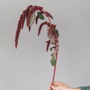 Amaranthus cruentus ‘Red Garnet’ - immagine 3