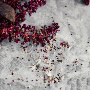 Amaranthus cruentus ‘Red Garnet’ - immagine 4