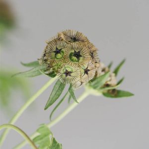 Scabiosa stellata