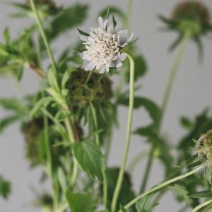 Scabiosa stellata - Image 2