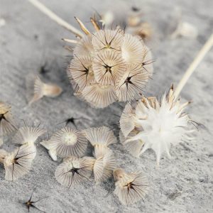 Scabiosa stellata - Image 3