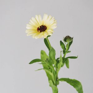 Calendula officinalis crema
