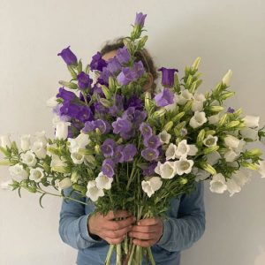 Campanula medium ‘Misto’