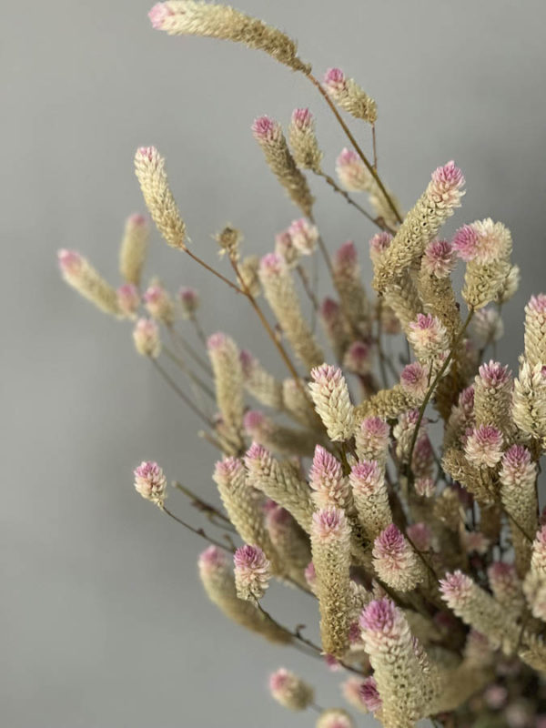 Celosia argentea spicata
