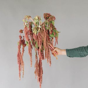 Amaranthus caudatus ‘Coral Fountain’