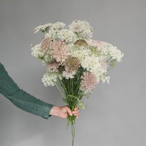 Daucus carota ‘Dara’