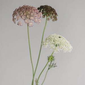 Daucus carota ‘Dara’ - immagine 2