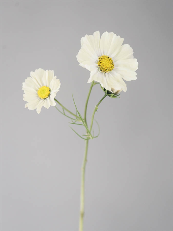 Cosmos bipinnatus ‘Kiiro’ - immagine 2