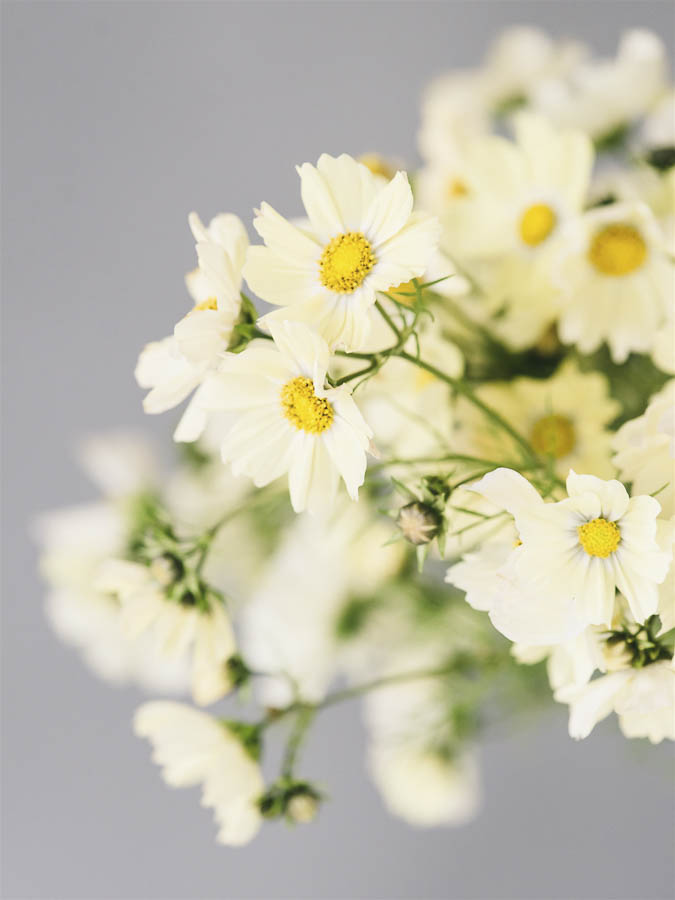 Cosmos bipinnatus ‘Kiiro’ - immagine 3