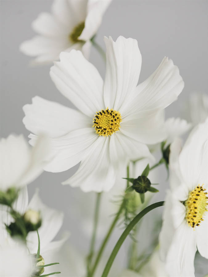 Cosmos bipinnatus ‘Misto bianco’ - immagine 2