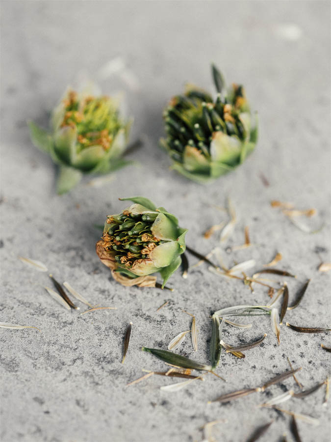 Cosmos bipinnatus ‘Misto bianco’ - immagine 3