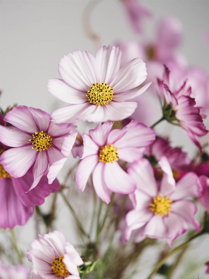 Cosmos bipinnatus ‘Misto rosa’ - Image 3