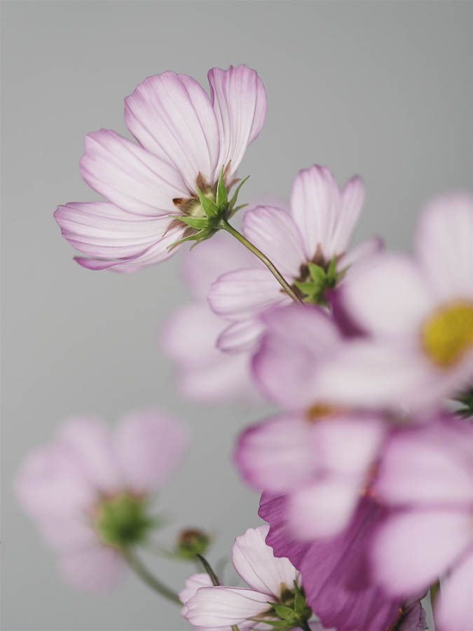 Cosmos bipinnatus ‘Misto rosa’ - Image 2