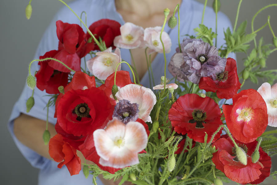 Papaver rhoeas ‘Misto colore’ - immagine 2