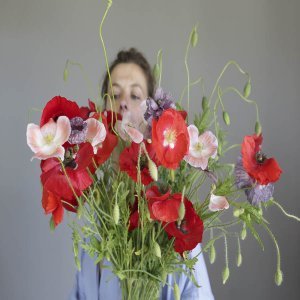 Papaver rhoeas ‘Misto colore’ - immagine 3