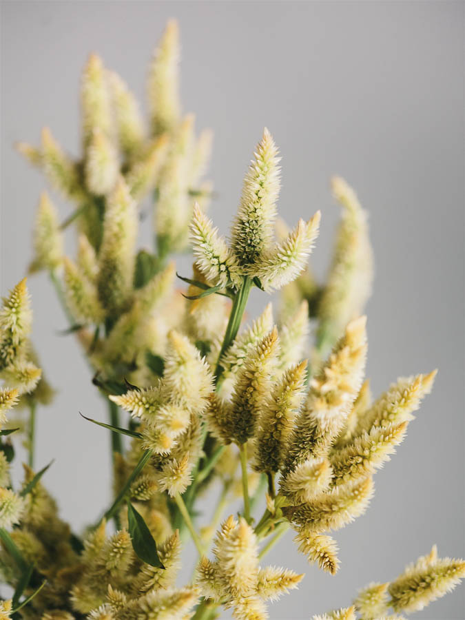 Celosia argentea cristata ‘Bianca’ - Image 3