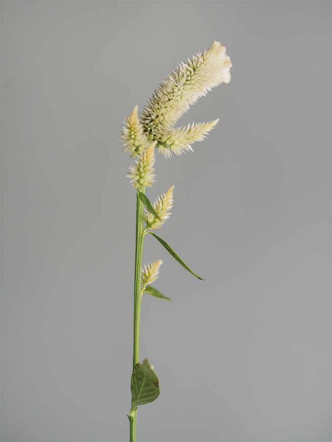 Celosia argentea cristata ‘Bianca’ - Image 2