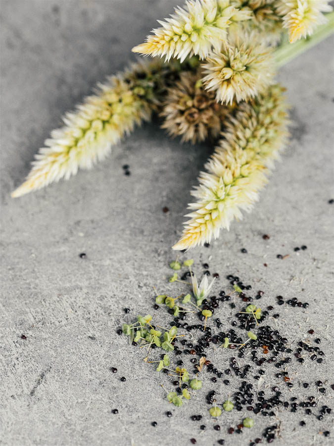 Celosia argentea cristata ‘Bianca’ - Image 4