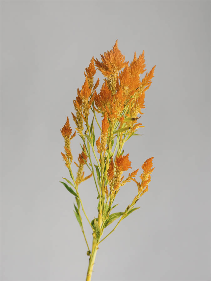 Celosia argentea plumosa ‘Gialla’ - immagine 2