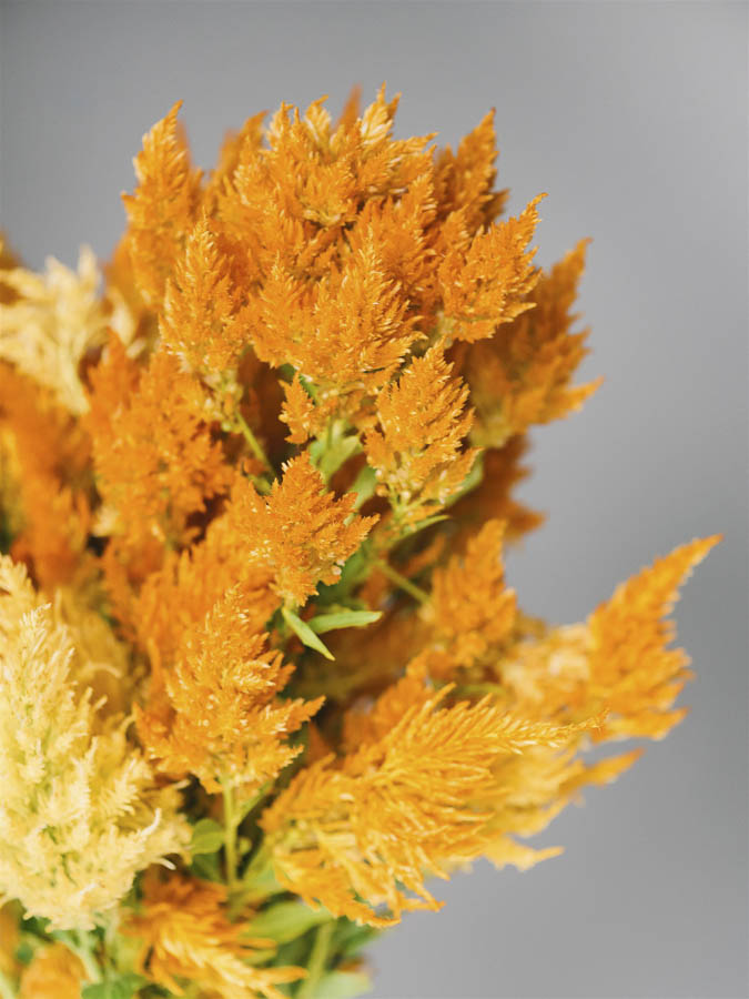 Celosia argentea plumosa ‘Gialla’ - immagine 3