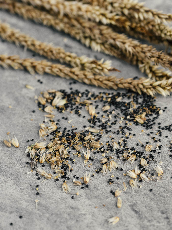 Celosia argentea plumosa ‘Gialla’ - immagine 4