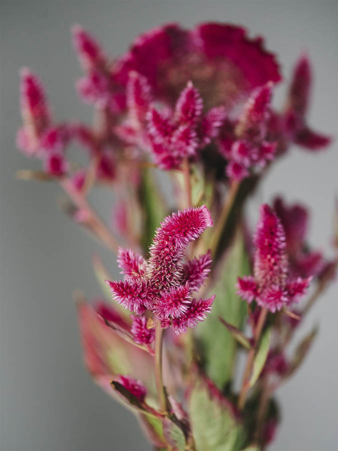 Celosia argentea cristata e plumosa ‘Viola’ - Image 2