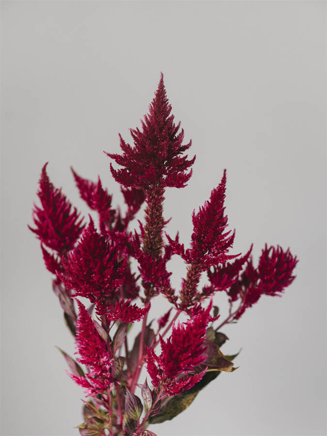 Celosia argentea cristata e plumosa ‘Viola’ - Image 3