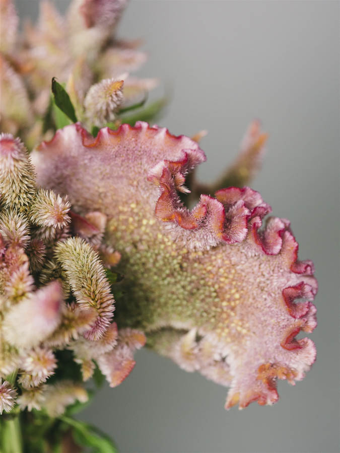 Celosia argentea cristata ‘Rosa’ - Image 2