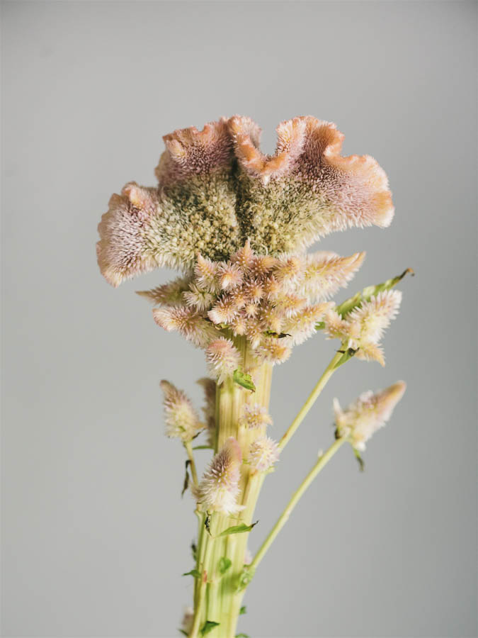 Celosia argentea cristata ‘Rosa’ - Image 3
