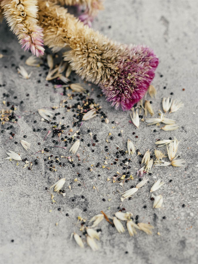 Celosia argentea cristata ‘Rosa’ - Image 4