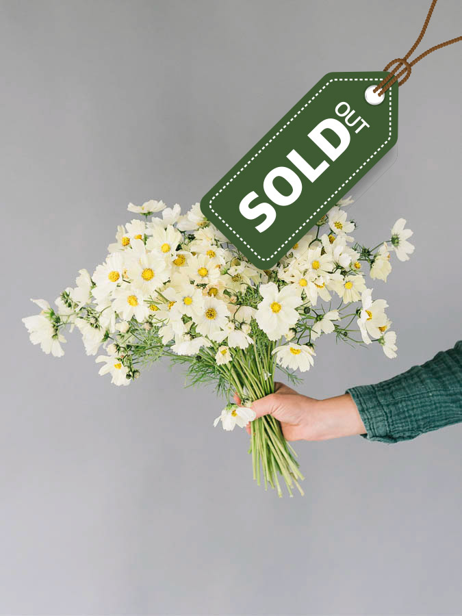 Cosmos bipinnatus ‘Kiiro’