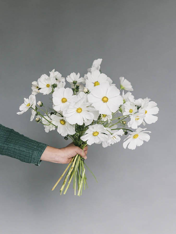 Cosmos bipinnatus ‘Misto bianco’