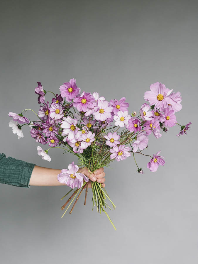 Cosmos bipinnatus ‘Misto rosa’