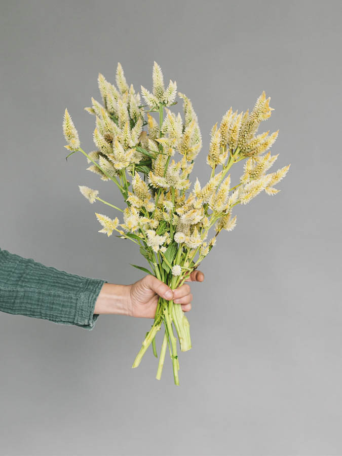 Celosia argentea cristata ‘Bianca’