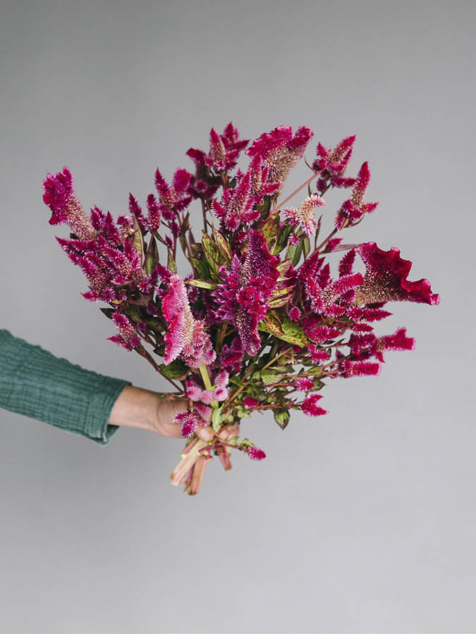 Celosia argentea cristata e plumosa ‘Viola’