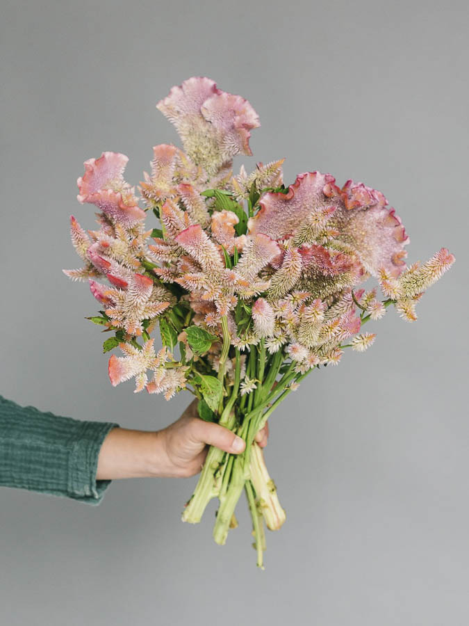 Celosia argentea cristata ‘Rosa’