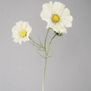 Cosmos bipinnatus ‘Kiiro’ - immagine 2