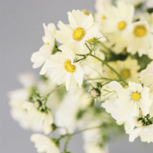 Cosmos bipinnatus ‘Kiiro’ - immagine 3
