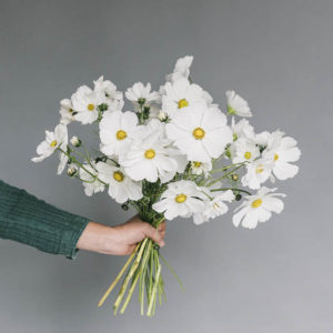 Cosmos bipinnatus ‘Misto bianco’