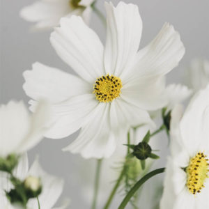 Cosmos bipinnatus ‘Misto bianco’ - Image 2