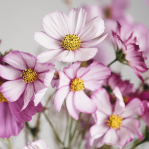 Cosmos bipinnatus ‘Misto rosa’ - Image 3