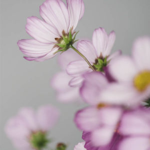 Cosmos bipinnatus ‘Misto rosa’ - Image 2