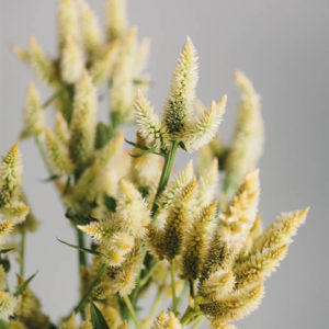 Celosia argentea cristata ‘Bianca’ - Image 3